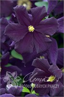 Романтика (Clematis Romantika) 3765