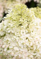Роял Флауэр , Living® (Европа) (Hydrangea paniculata Royal Flower) 3767