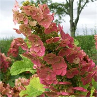 Руби Слипперс (Hydrangea quercifolia Ruby Slippers) 3768