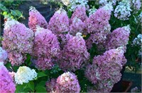 Руби Хоббит (Hydrangea paniculata Ruby Hobbit) 3769