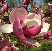Рустика Рубра (Magnolia soulangeana Rustica Rubra) 3771