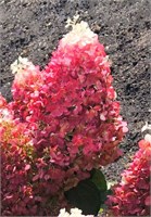 Рэд Вельвет , Living® (Европа) (Hydrangea paniculata Red Velvet) 3772