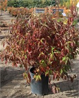Рэд Гном (Cornus alba Red Gnome) 3773