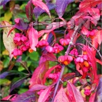 Рэд Каскад (Euonymus europaeus Red Cascade) 3774