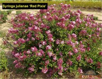 Рэд Пикси (Syringa Red Pixie) 3776