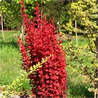 Рэд Рокет (Berberis thunbergii Red Rocket) 3777