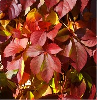 Рэд Уолл (Parthenocissus quinquefolia REDWALL) 3778