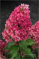 Рэспберри Пинк , Living® (Европа) (Hydrangea paniculata Raspberry Pink) 3782