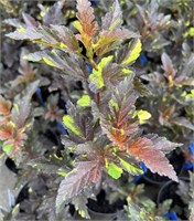 Саламандра (Physocarpus opulifolius Salamandra) 3784