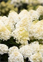 Саммер Сноу , Living® (Европа) (Hydrangea paniculata Summer Snow) 3786
