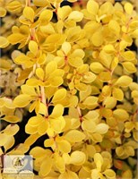Санни (Berberis thunbergii Sunny) 3801