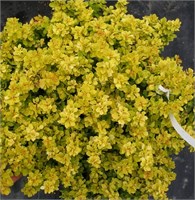 Сансейшн (Berberis thunbergii Sunsation) 3802