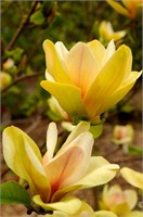 Сансейшн (Magnolia Sunsation) 3803