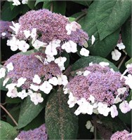 Саржента (Hydrangea aspera Sargentiana) 3806