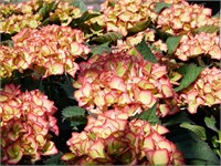 Свит Липс (Hydrangea macrophylla Sweet Lips) 3807