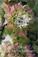 Сен-но-казе (Clematis Sen-no-kaze) 3809