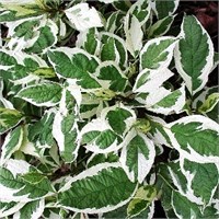 Сибирика Вариегата (Cornus alba Sibirica Variegata) 3812