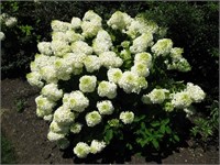 Сильвер Доллар (Hydrangea paniculata Silver Dollar) 3818