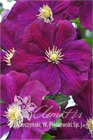 Славянка (Clematis Słowianka) 3826