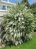 Сноумаунд (Spiraea nipponica Snowmound) 3833