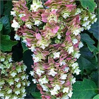 Сноусайкл (Hydrangea quercifolia Snowcicle) 3834