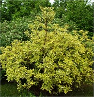 Спаети (Cornus alba Spaethii) 3837