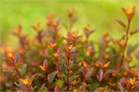 Спайси Девил First Editions® (Physocarpus opulifolius Spicy Devil First Editions®) 3838