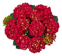 Спиди Рэд Импрувед (Hydrangea macrophylla Speedy Red Improved) 3840