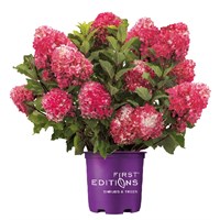 Спринг Даззл (First Editions®) (Hydrangea paniculata Spring Sizzle First Editions®) 3843