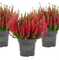 Стейси (Calluna vulgaris Stacy) 3846