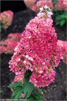 Строуберри Блоссом , Living® (Европа) (Hydrangea paniculata Strawberry Blossom) 3857