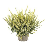 Сэнди (Calluna vulgaris Sandy) 3859