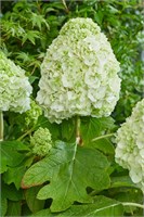 Тара , Living® (Европа) (Hydrangea quercifolia Tara) 3874