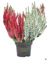 Твин (Сабелла-Вива) (Calluna vulgaris Twin (Sabella-Viva)) 3875