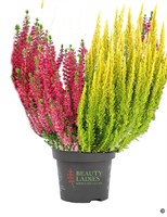 Твин (Сабелла-Майями) (Calluna vulgaris Twin (Sabella-Miami)) 3876