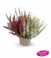 Твинс Герлс (Мартина-Бетти) (Calluna vulgaris Twins Girls (Martina-Betty)) 3878
