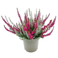 Твинс Герлс (Франка-Зилли) (Calluna vulgaris Twins Girls (Franka-Zilly)) 3879