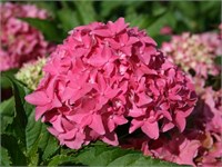 Товелит (Hydrangea macrophylla Tovelit) 3892