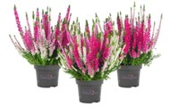 Трио Аметеис (Саманта-Миа-Вера) (Calluna vulgaris Trio Ameties (Samantha-Mia-Vera)) 3896