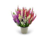 Трио Герлс (Амина-Аурика-Лилиани) (Calluna vulgaris Trio (Amina-Aurica-Lilani)) 3897