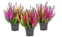 Трио Милка (Саманта-Леа-Агнета) (Calluna vulgaris Trio Milca (Samantha-Lea-Agneta)) 3902