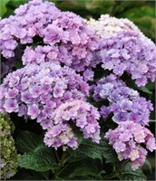 Тугезе (Hydrangea macrophylla Together) 3904