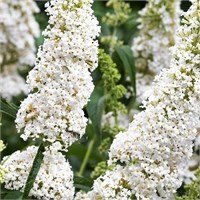 Уайт Профьюжн (Buddleja davidii White Profusion) 3907