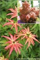 Уилсонс Пинк Дварф (Acer palmatum Wilson's Pink Dwarf) 3910