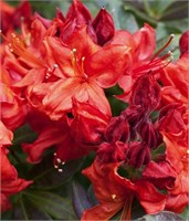 Файрбол (Azalea Knapp Hill hybrid Fireball) 3915