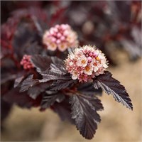 Файрсайд (Physocarpus opulifolius Fireside) 3919
