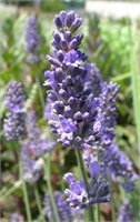 Феноменал (Lavandula intermedia Phenomenal) 3936
