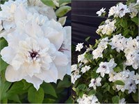 Фёст Лайт (Clematis First Light) 3937