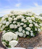 ФлауэрВОУ (First Editions®) (Hydrangea arborescens FlowerWOW First Editions®) 3951