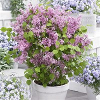 Флауэрфеста Пинк (Syringa meyeri Flowerfesta pink) 3953
